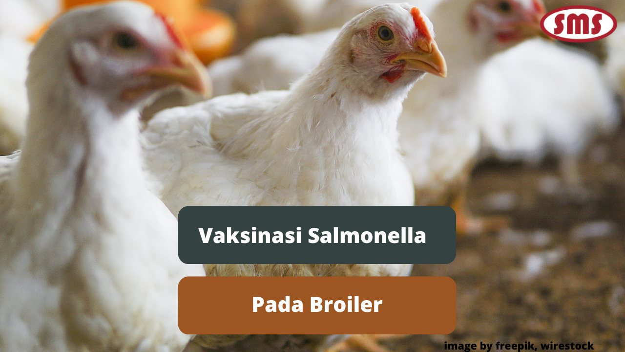 Inilah Alasan Pentingnya Vaksinasi Salmonella Untuk Ayam Broiler